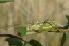 Sorapagus catalaunicus